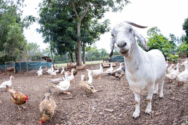 بنسيون Batchelor Butterfly Farm