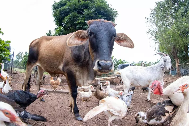Pensjonat Batchelor Butterfly Farm