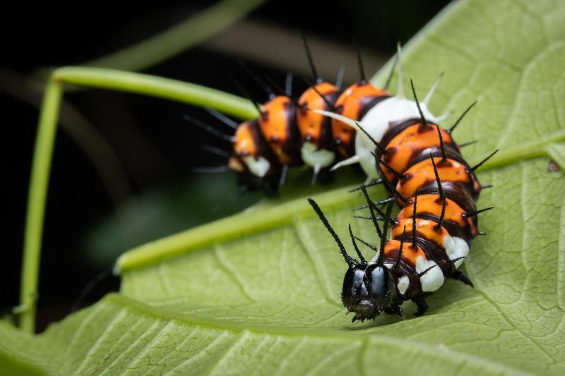 بنسيون Batchelor Butterfly Farm