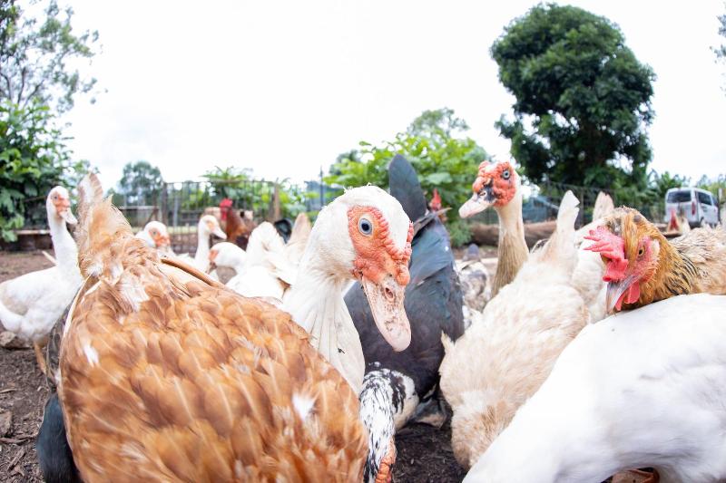 بنسيون Batchelor Butterfly Farm