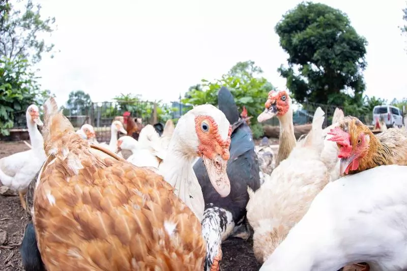 Pensjonat Batchelor Butterfly Farm
