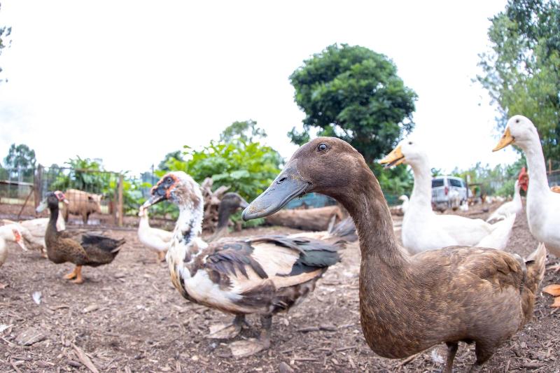 بنسيون Batchelor Butterfly Farm