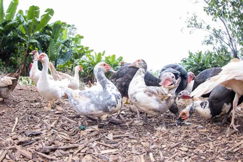 بنسيون Batchelor Butterfly Farm
