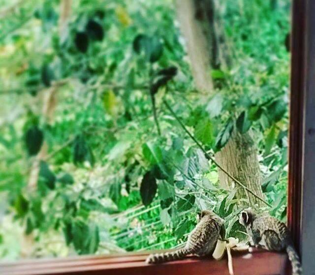 هتل Les Jardins De Rio Boutique