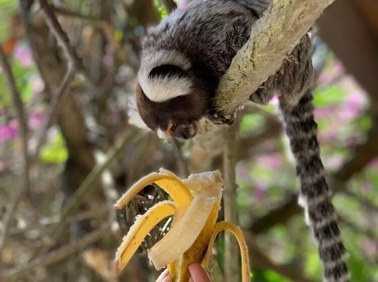 فندق Pousada Tartaruga Boutique