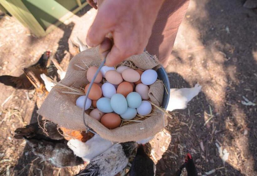 リゾートホテル The Ranch At Laguna Beach