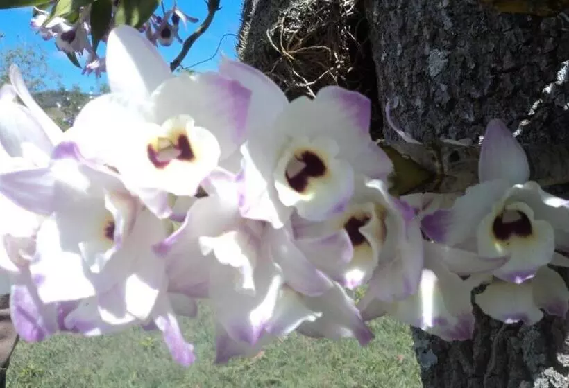 酒店 Pousada Maria Manhã