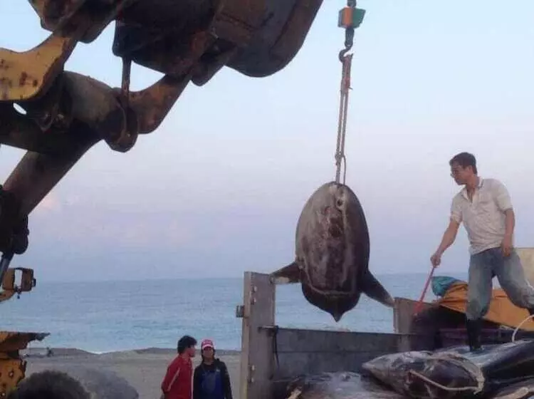 ペンション Hualien Seaside Ocean B&b