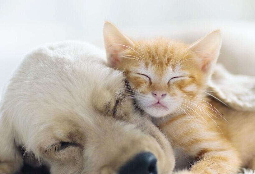 酒店 Brut By Slaviero Hoteis