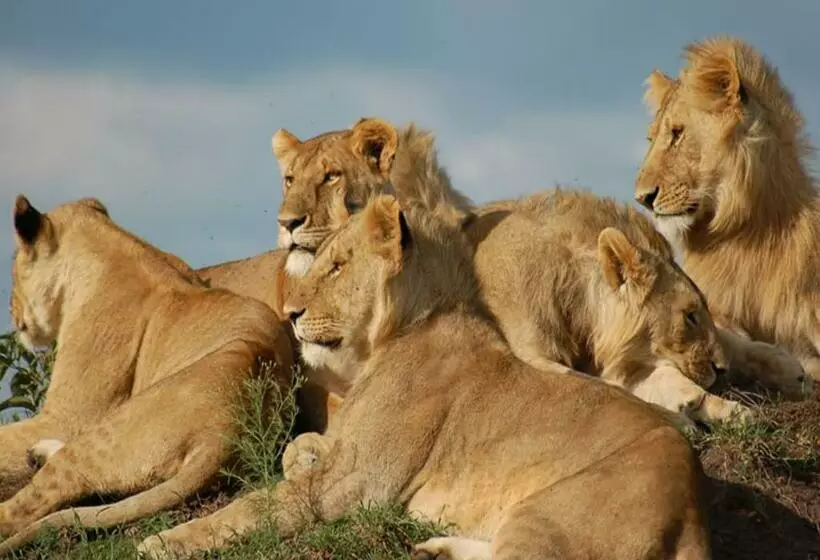 هتل Aa Lodge Maasai Mara