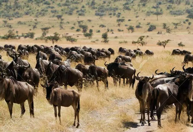 هتل Aa Lodge Maasai Mara