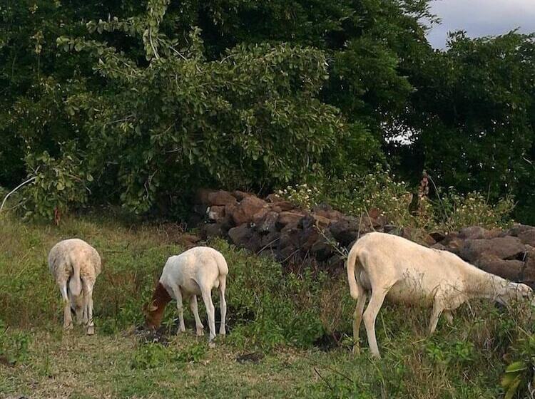 پانسیون Rêve Des îles Guesthouse