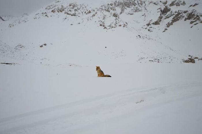 Majatalo Refugios De Montaña Castañar