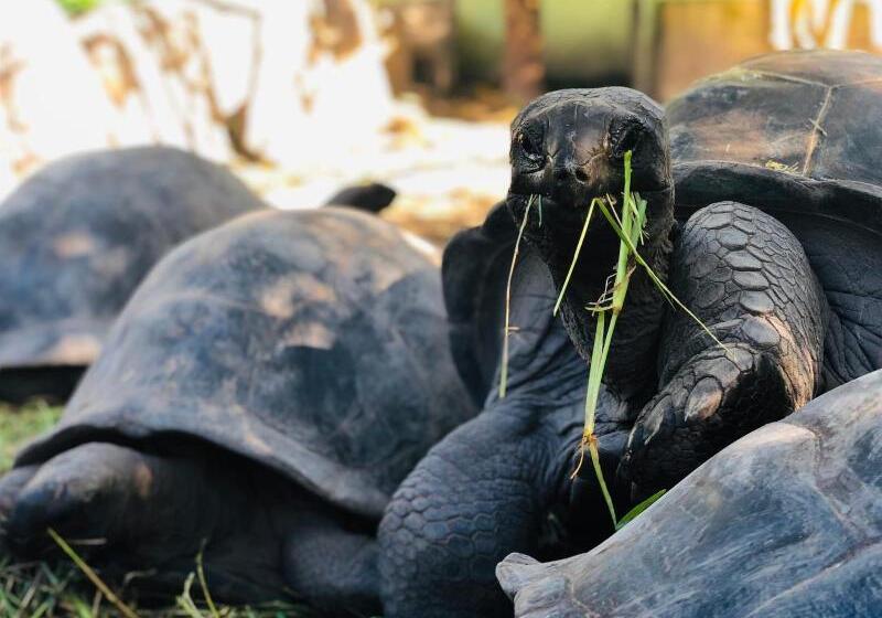 La Modestie Guest House