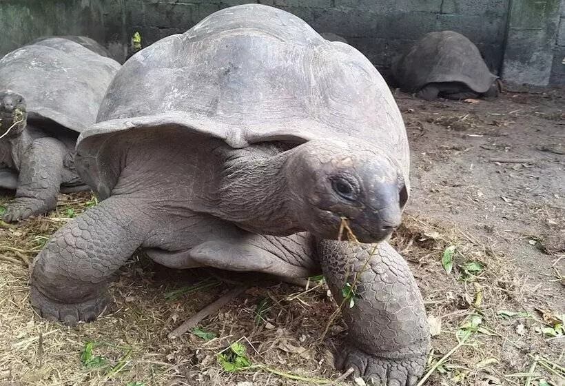 La Modestie Guest House