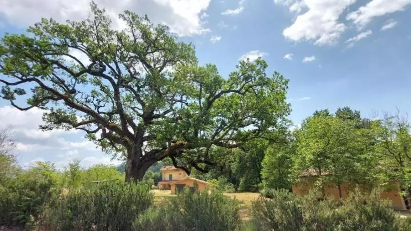 ベッドアンドブレックファースト La Quercia Sul Lao Bed&breakfast