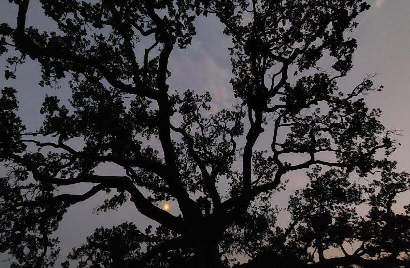 Bed and Breakfast La Quercia Sul Lao Bed&breakfast