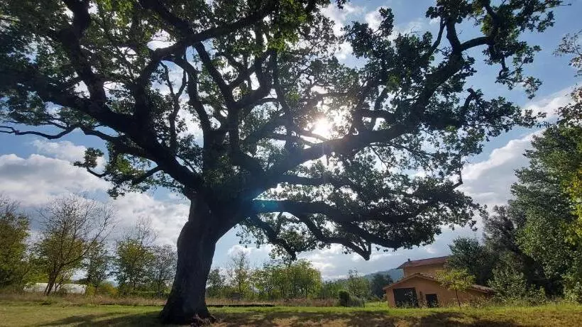 ベッドアンドブレックファースト La Quercia Sul Lao Bed&breakfast