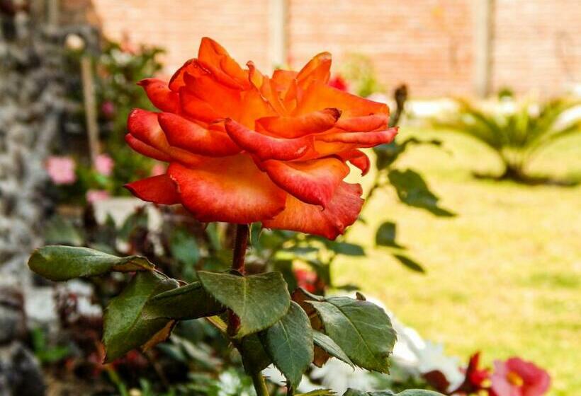 Panzió Pampa Garden