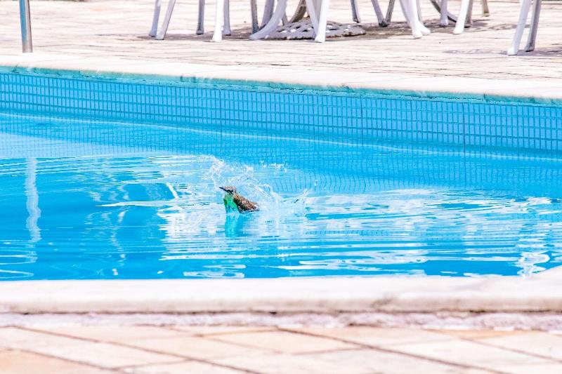 ホテル Tres Palmeiras