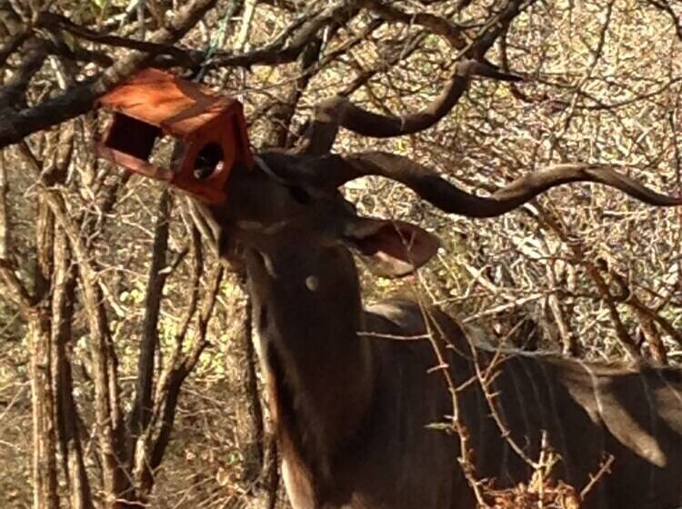 펜션 Le Roux Lodge