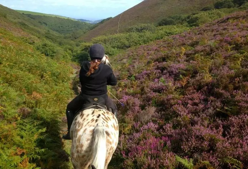 Пансион Exmoor Owl & Hawk Centre