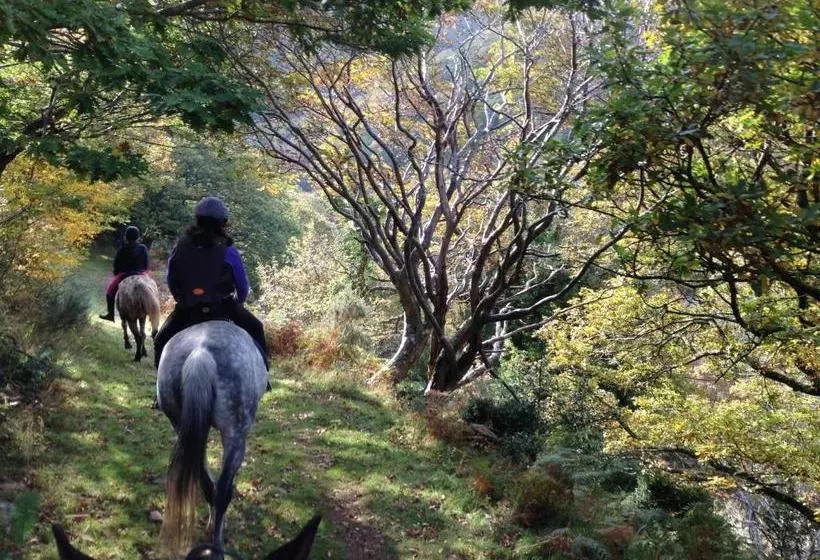 Пансион Exmoor Owl & Hawk Centre