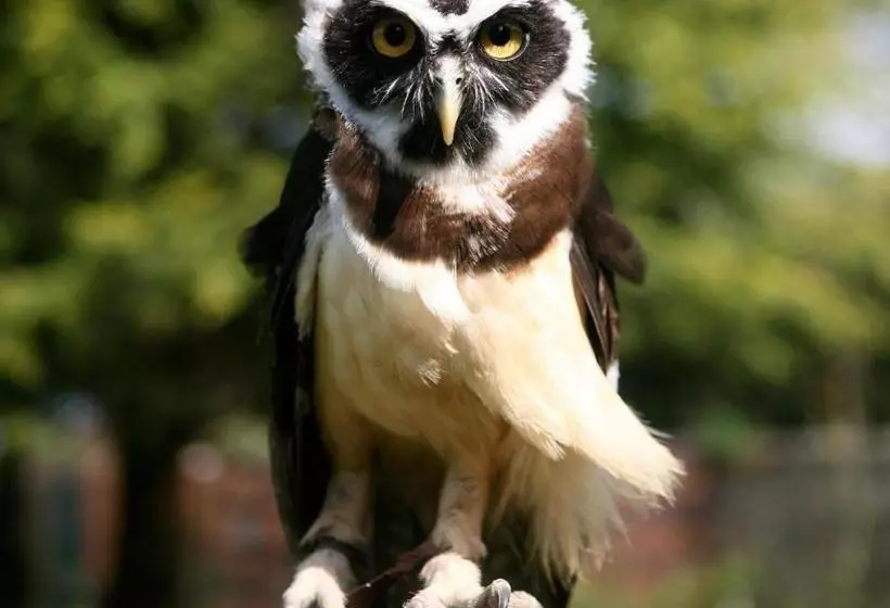 Пансион Exmoor Owl & Hawk Centre