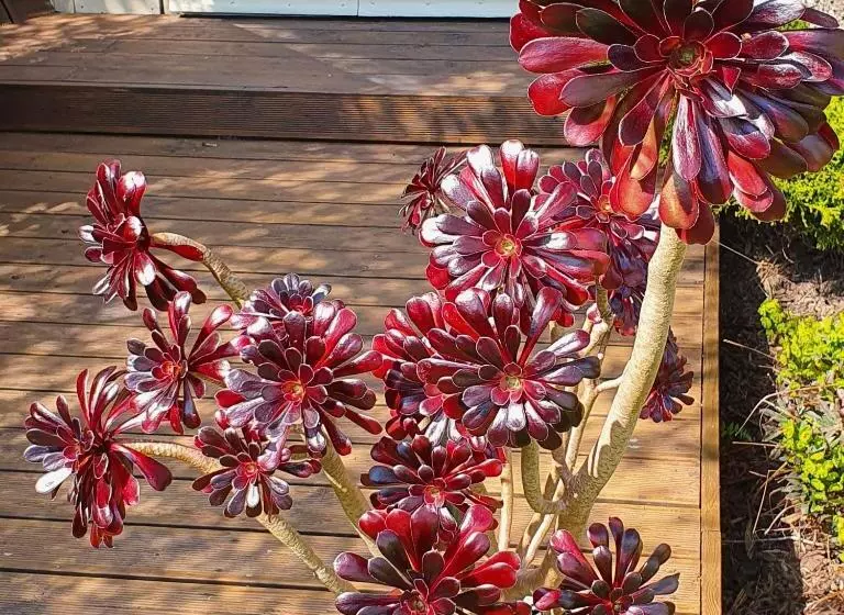 Eden S Rest Bed And Breakfast