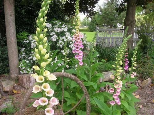 צימר Blairgowrie House