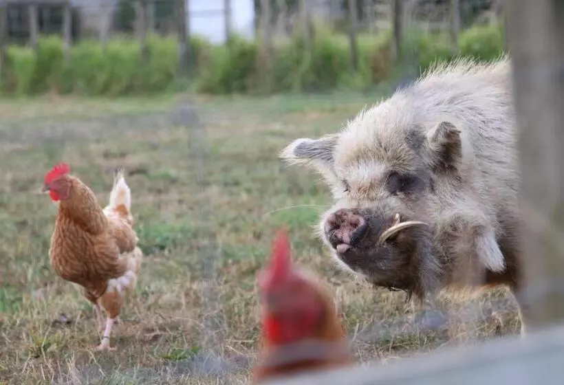 تختخواب و صبحانه Richmond Farm Lodge