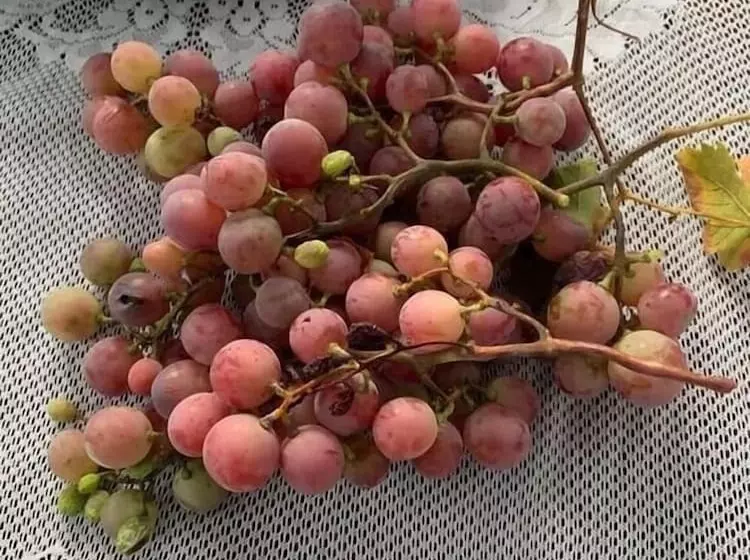 Majatalo Abou Hachem