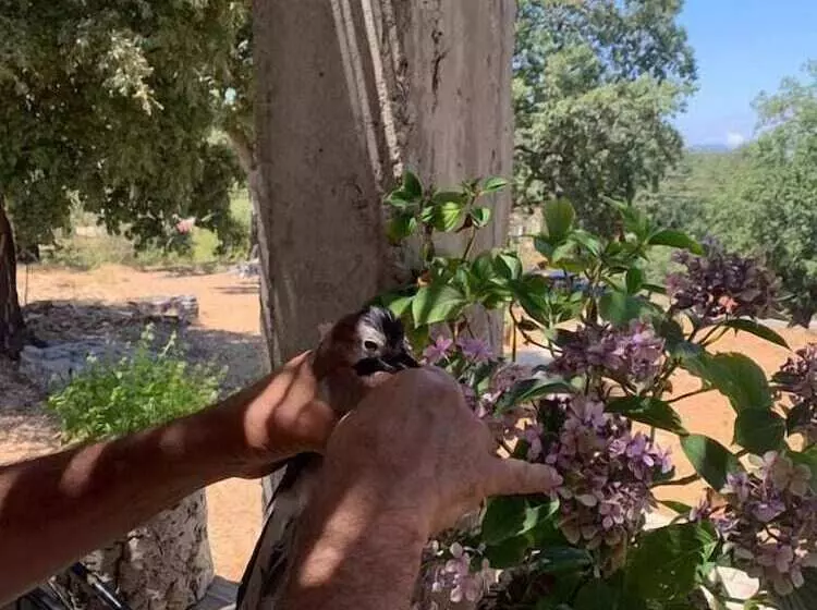 Majatalo Abou Hachem