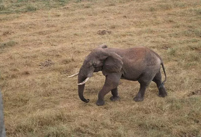 پانسیون Kivuli Villas Diani