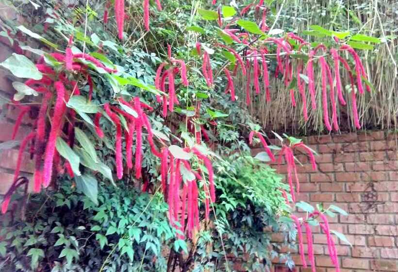 Pensão Quinta Junin