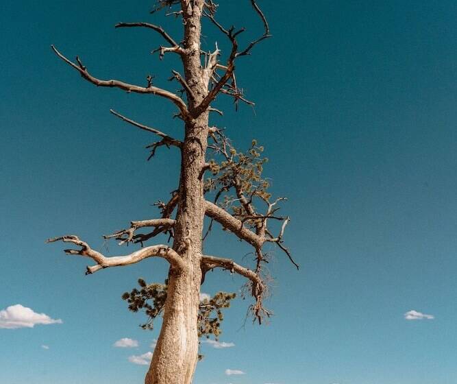 Bryce Canyon Log Cabins