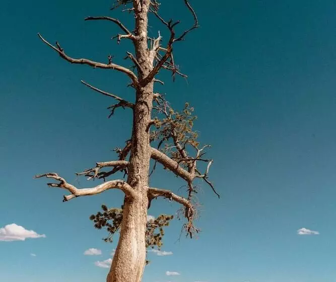 Bryce Canyon Log Cabins