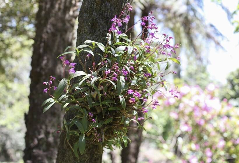Olinda Country Cottages