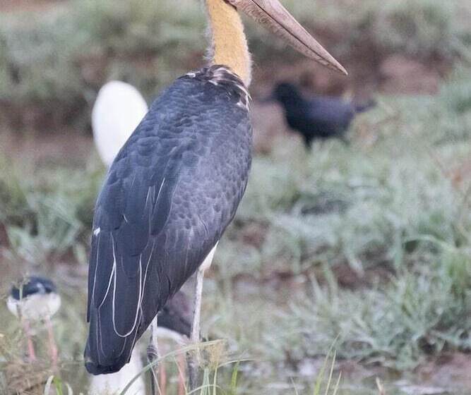 فندق Blue Turtle