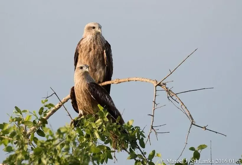 فندق Blue Turtle