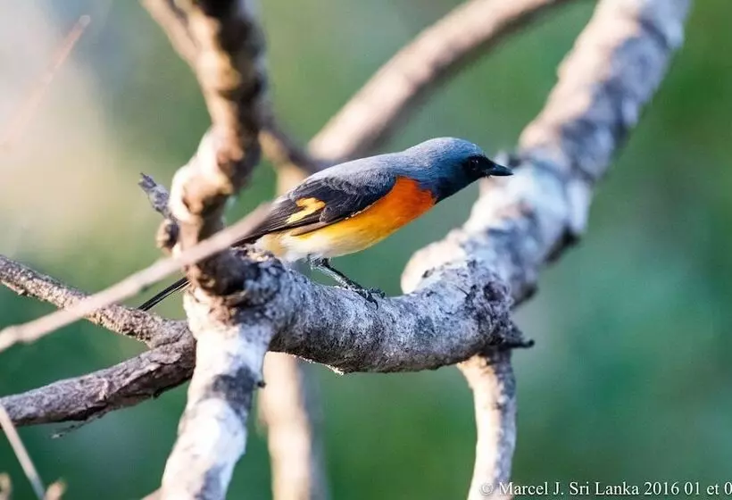 فندق Blue Turtle