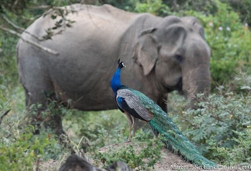 فندق Blue Turtle