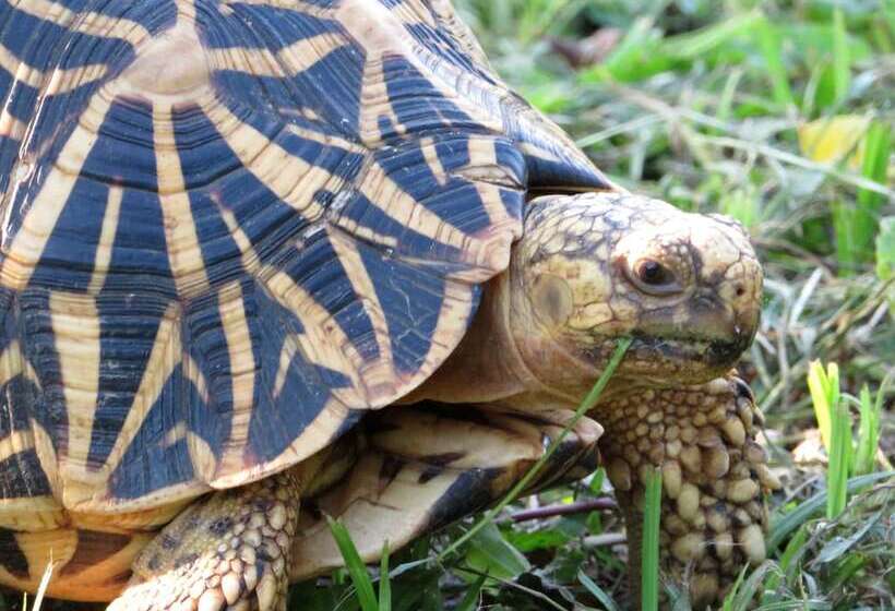 فندق Blue Turtle