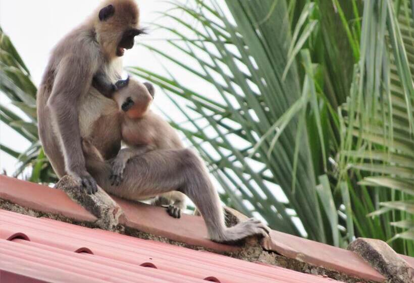 فندق Blue Turtle