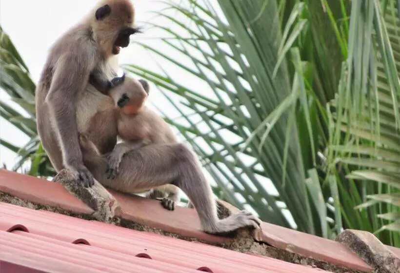 فندق Blue Turtle