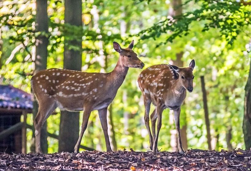 Hotel Natur Resort Tripsdrill