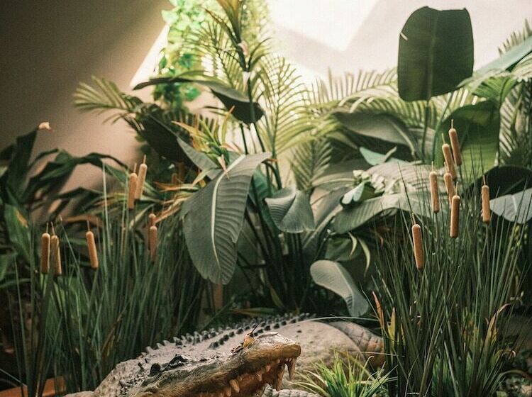 酒店 Crocodile & Crocodile Music Venue