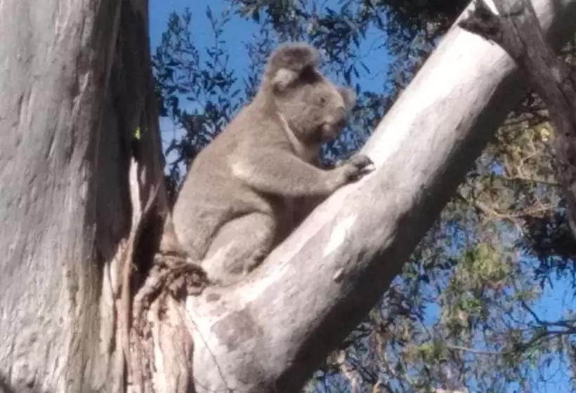 Aamiaismajoitus (B&B) Sky Island Studios