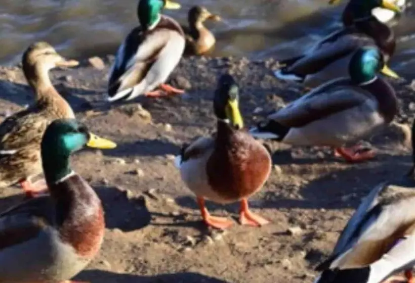 Hotelli Cozy Lodge Sleeps 4 In Barton Upon Humber