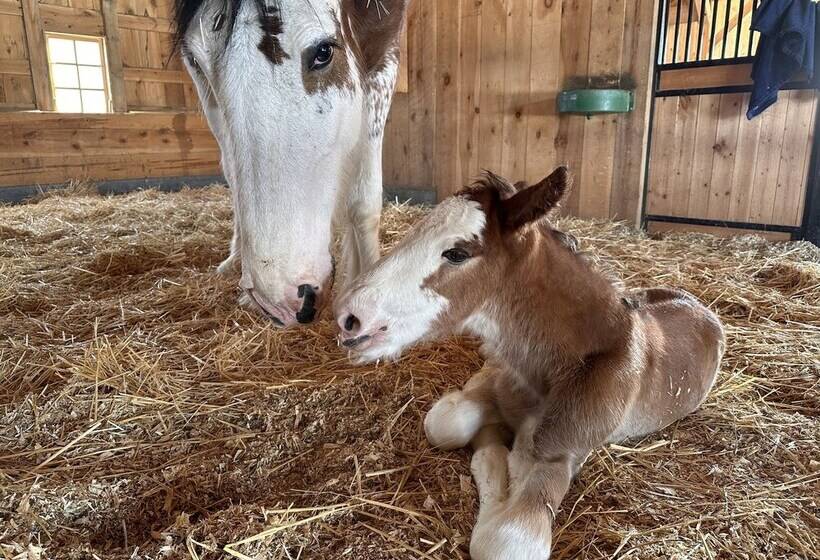فندق ريفى Clydesdale Outpost